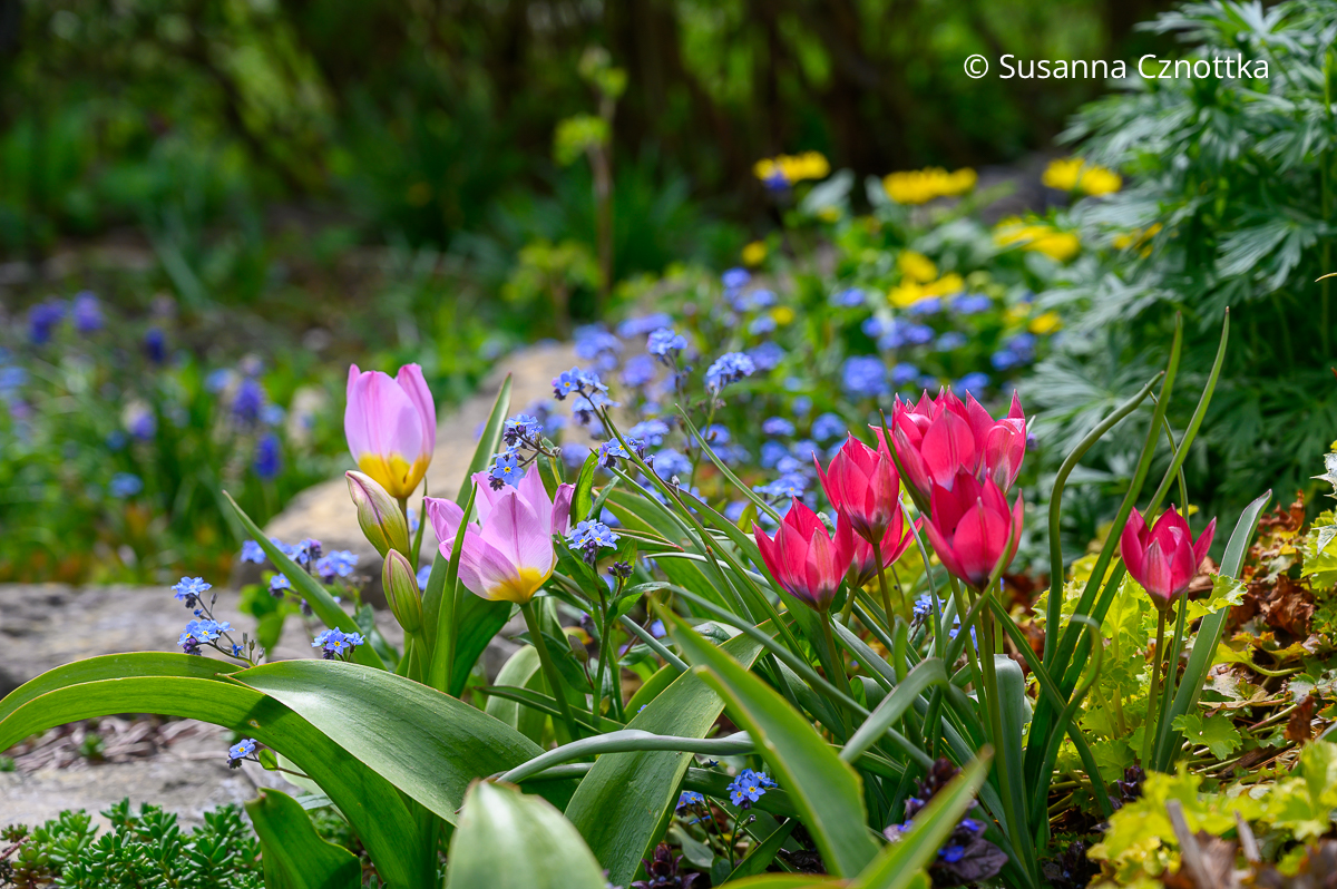 Wildtulpen oder Botanische Tulpen: Kreta-Tulpe 'Lilac Wonder' und Zwerg-Tulpe 'Little Beauty' mit Vergissmeinnicht (Myosotis sylvatica)