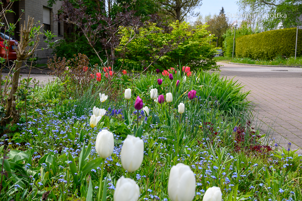 Vorgarten im Frühling: Tulpen und Vergissmeinnicht