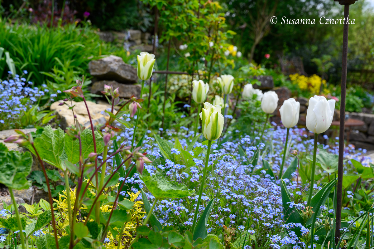 weißgrüne Tulpe 'Spring Green' (Viridiflora-Tulpe), weiße Tulpen und Vergissmeinnicht