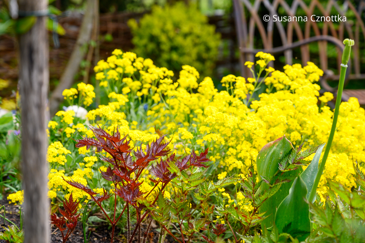 Kontrast im Frühlingsbeet: Astilbe 'Visions in White' und leuchtend gelbes Felsen-Steinkraut (Aurinia saxatilis)