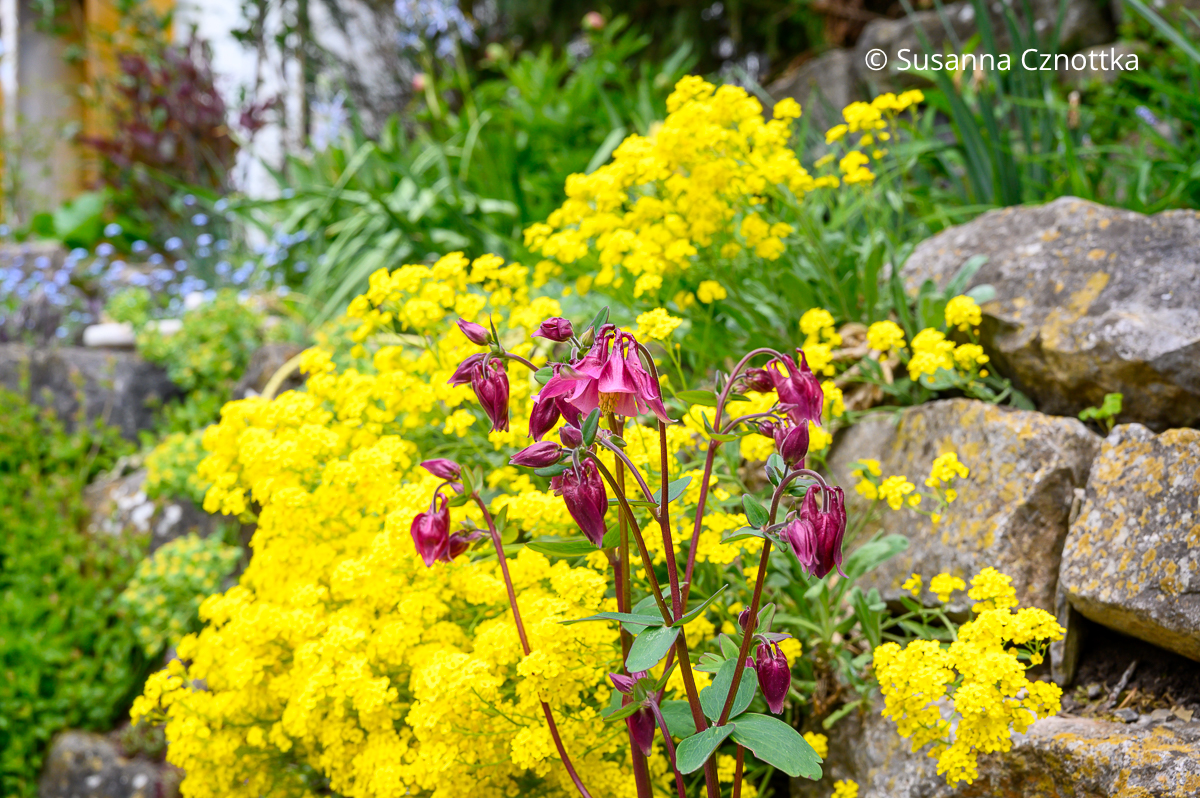 Polsterstauden kombinieren: gelbes Felsen-Steinkraut (Aurinia saxatilis) und rote Akelei (Aquilegia vulgaris)
