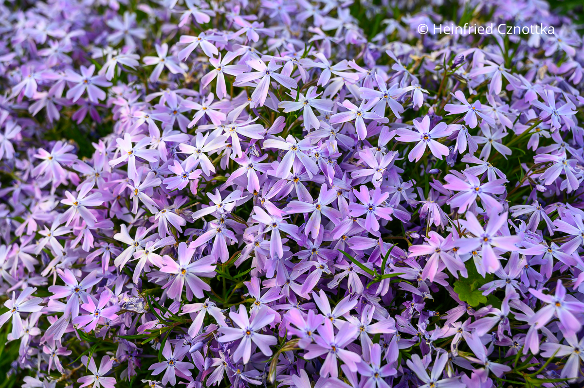 Polster-Phlox (Phlox subulata) 'Emerald Cushion Blue'