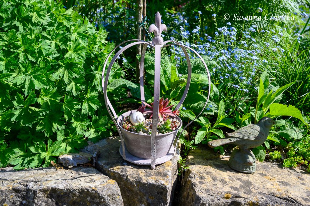 Gartendekorationen mit Hauswurzen (Sempervivum) Einfach Garten