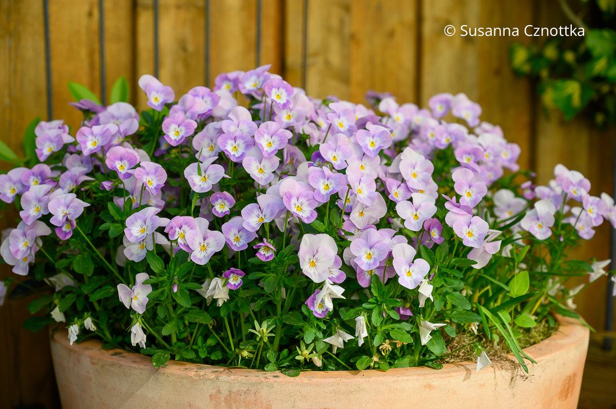 Hell violette Horn-Veilchen (Viola cornuta) in einem Terracottakübel
