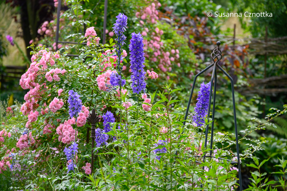 Rosa Kletterrose 'Beauty Fairy' und kräftig blauer Rittersporn (Delphinium elatum)