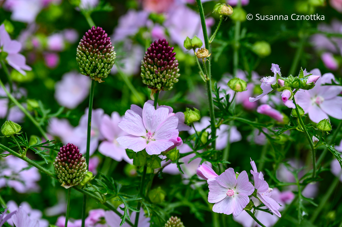 Moschusmalve (Malva moschata) mit Kugel-Lauch (Allium sphaerocephalon) Rosa Moschusmalve (Malva moschata) mit Kugel-Lauch (Allium sphaerocephalon)