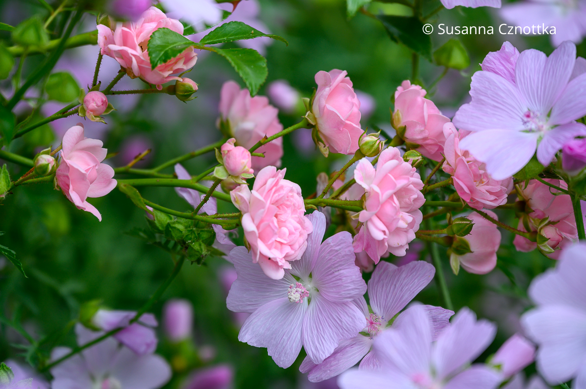 Rosa Kletterrose 'Beauty Fairy' und hell violette Moschusmalve (Malva moschata)
