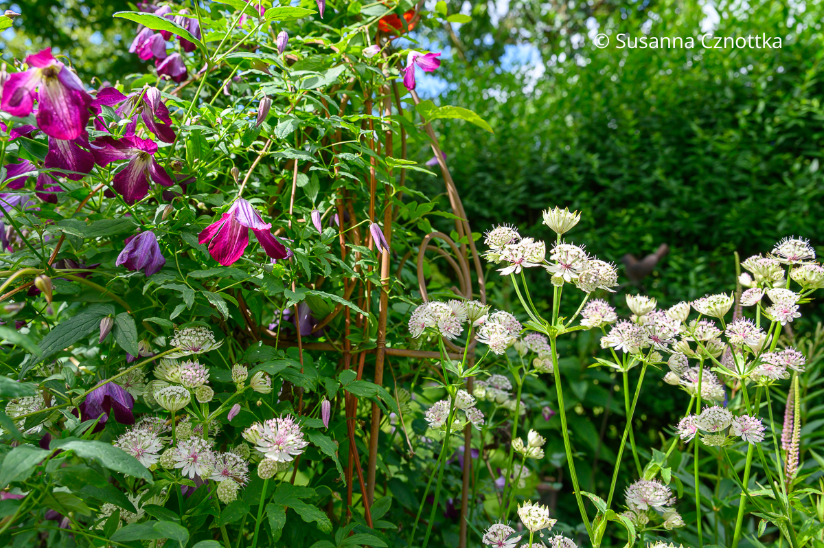Sterndolde (Astrantia major) 'Sunningdale Variegated' und Waldrebe (Clematis viticella) 'Venosa Violacea'