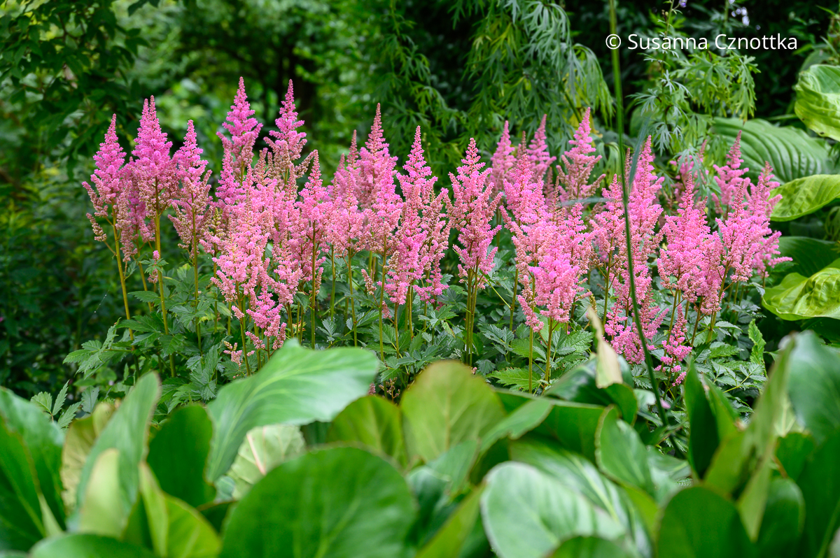 Prachtspiere (Astilbe) 'Visions in Pink'