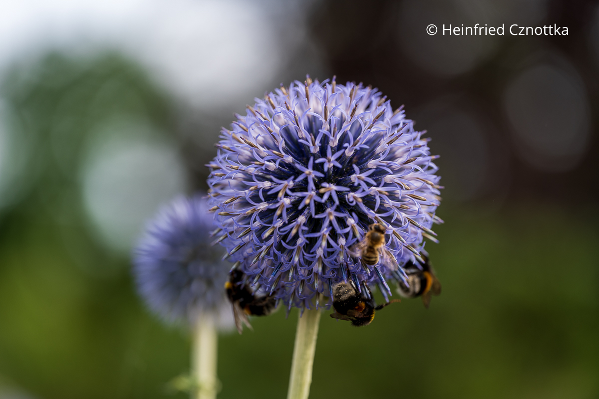Drei Hummeln und eine Biene auf der Blüte einer Kugeldistel (Echinops ritro) Drei Hummeln und eine Biene auf der Blüte einer Kugeldistel (Echinops ritro)