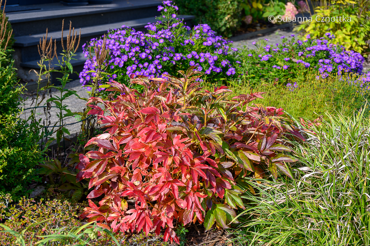 Eine leuchtend rote Pfingstrose und violette Astern in einem Vorgarten
