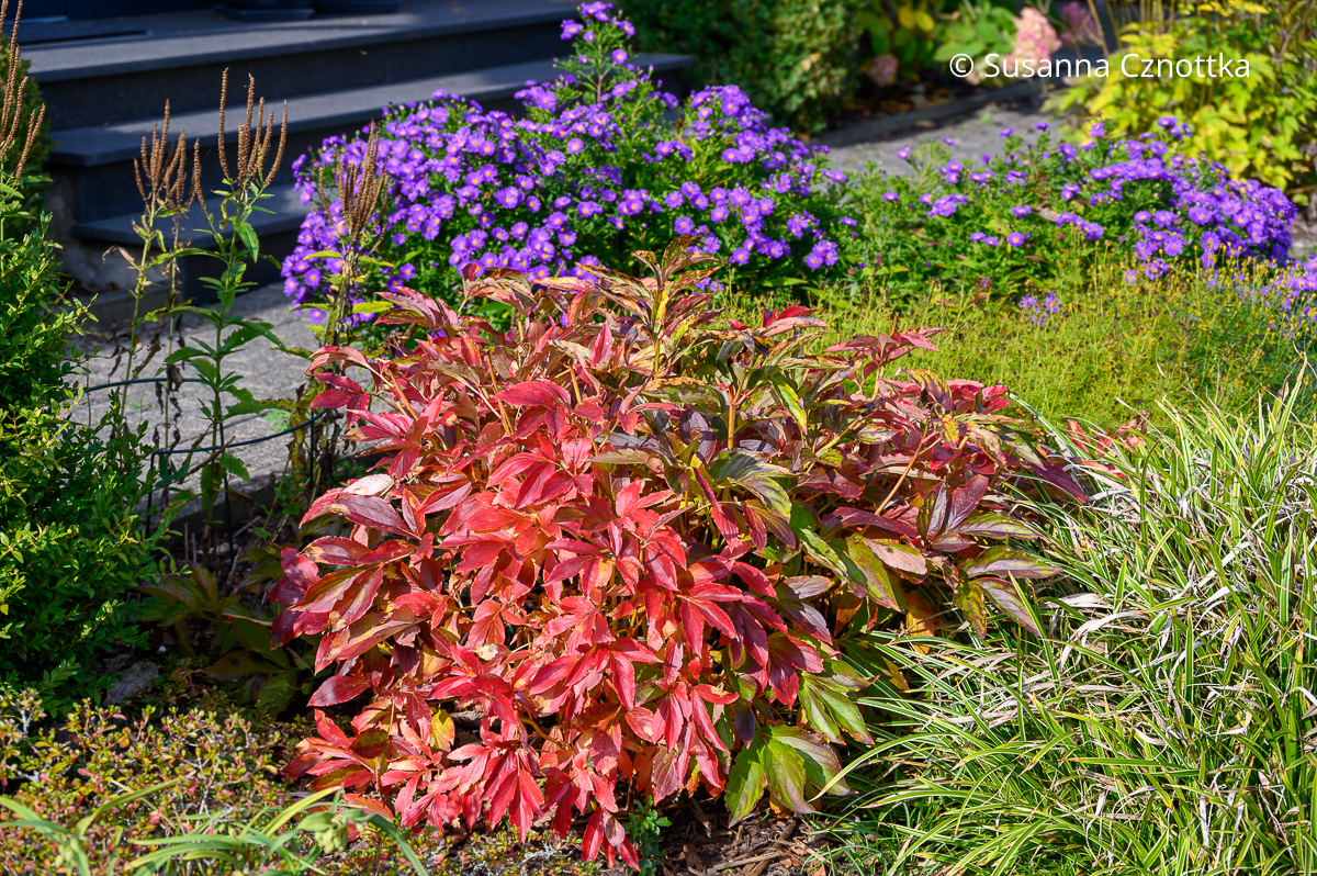 Rotes Herbstlaub einer Edel-Pfingstrose (Paeonia lactiflora-Hybride) neben einer violetten Aster
