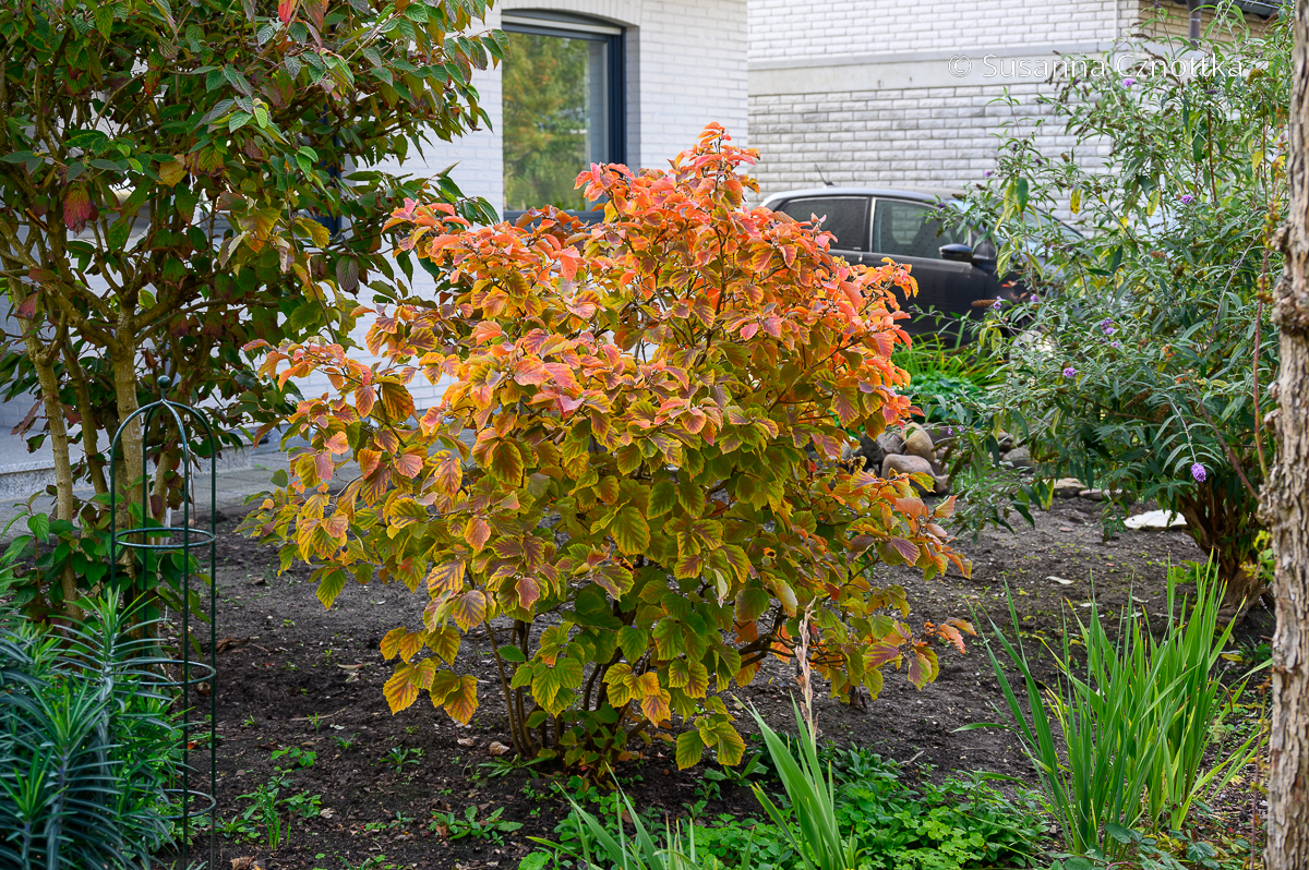 Herbstfärbung des Federbuschstrauches (Fothergilla)