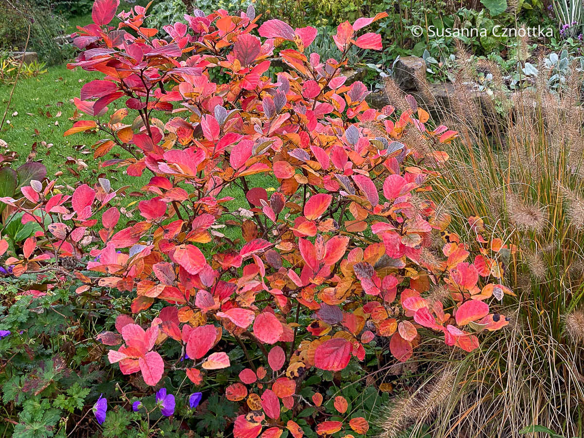 Leuchtende Herbstfärbung des Zwerg-Federbuschstrauches (Fothergilla gardenii) 'Blue Shadow' in Rot- und Orangetönen