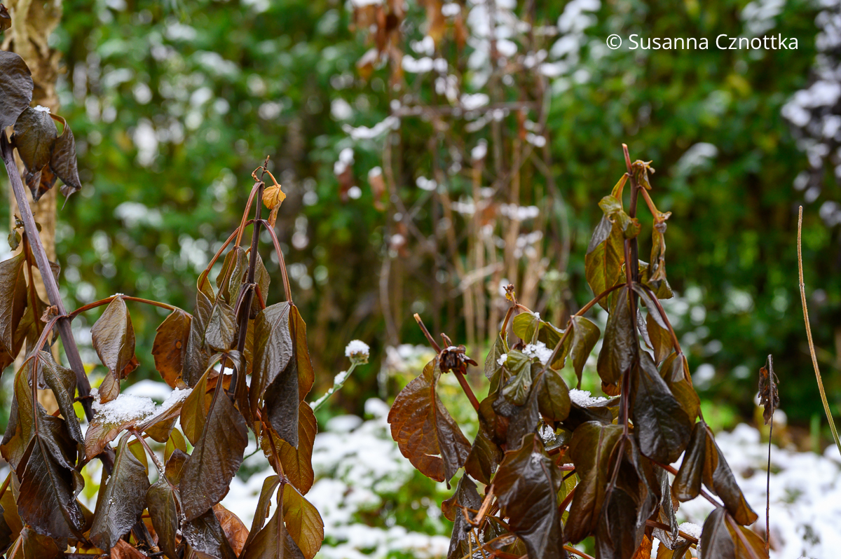 Dahlien überwintern: Die Pflanzen sind durch den Frost braun geworden. Dahlien überwintern: durch den Frost braun gewordene Dahlien.