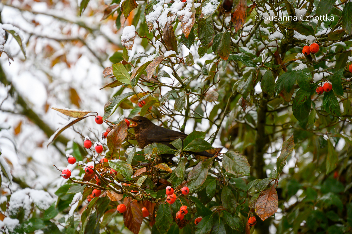 Garten im Winter: Eine Drossel frisst Früchte des Apfeldorns (Crataegus lavallei 'Carrieri')
