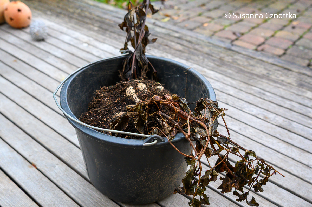 Frisch ausgegrabene Dahlien in einem Eimer Frisch ausgegrabene Dahlien in einem schwarzen Kunststoffeimer