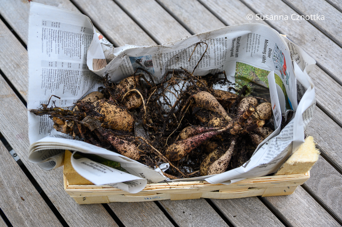 Dahlien überwintern: die Knollen in eine Kiste mit Zeitungspapier legen Dahlien überwintern: Dahlienknollen in einer Kiste mit Zeitungspapier