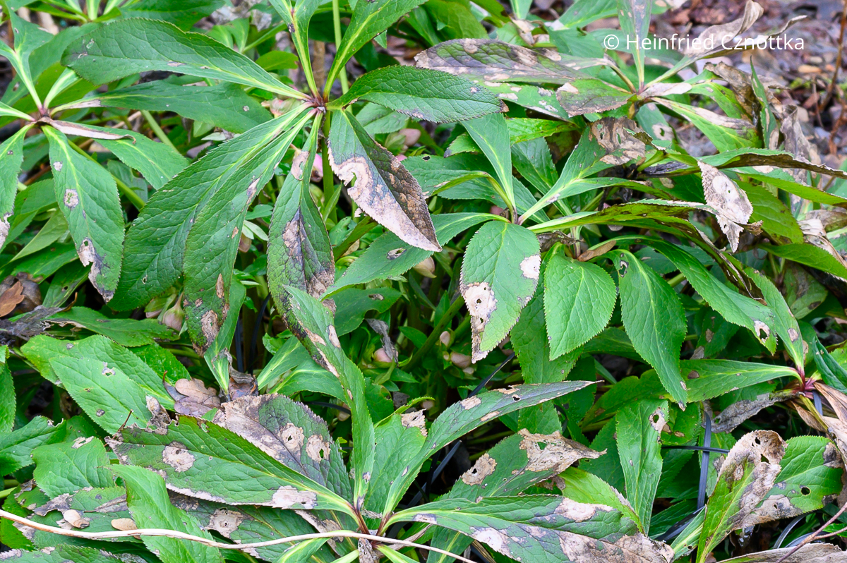 Schwarze oder braune runde Flecke auf den Blättern der Lenzrose deuten auf die Schwarzfleckenkrankheit hin