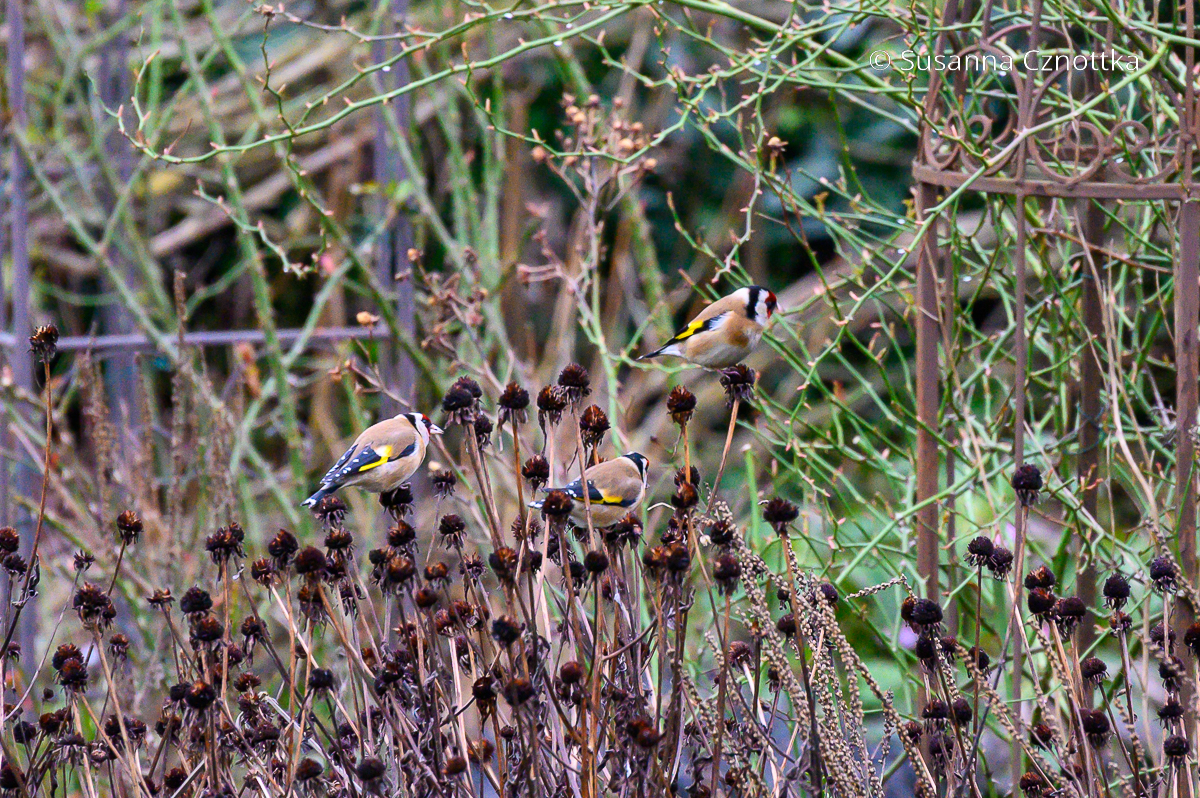 Stieglitze "ernten" die Samen des Gelben Sonnenhutes (Rudbeckia fulgida)