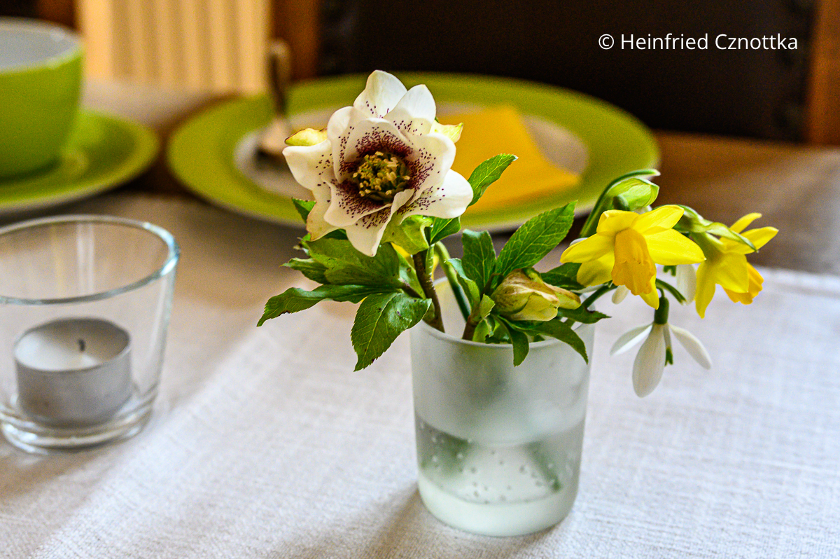 Eine kleine Vase mit Narzissen, Schneeglöckchen und einer Lenzrosenblüte