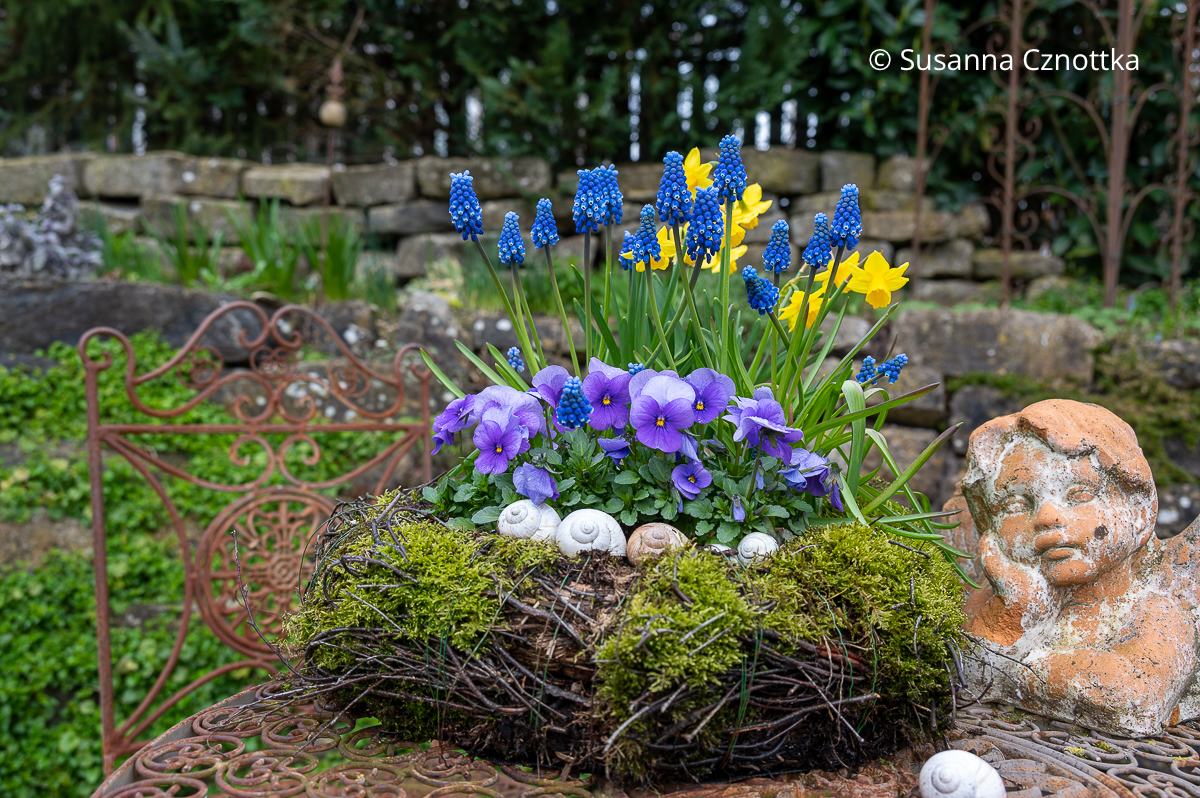 Gartendekoration: Mooskranz mit blauvioletten Horn-Veilchen (Viola cornuta), blauen Perlhyazinthen (Muscari armeniacum) und kleinen gelben Narzissen