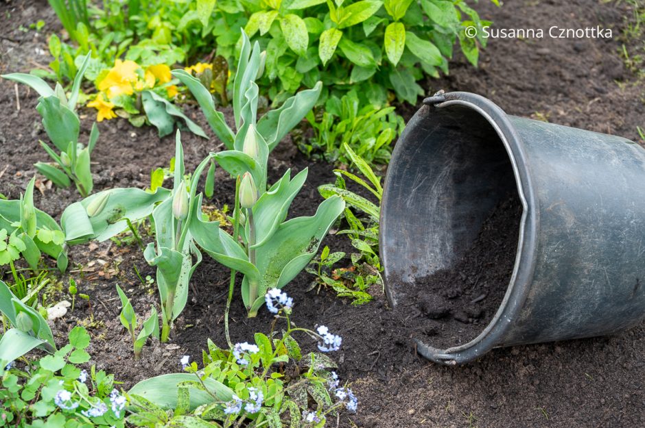 Kfer Im Garten