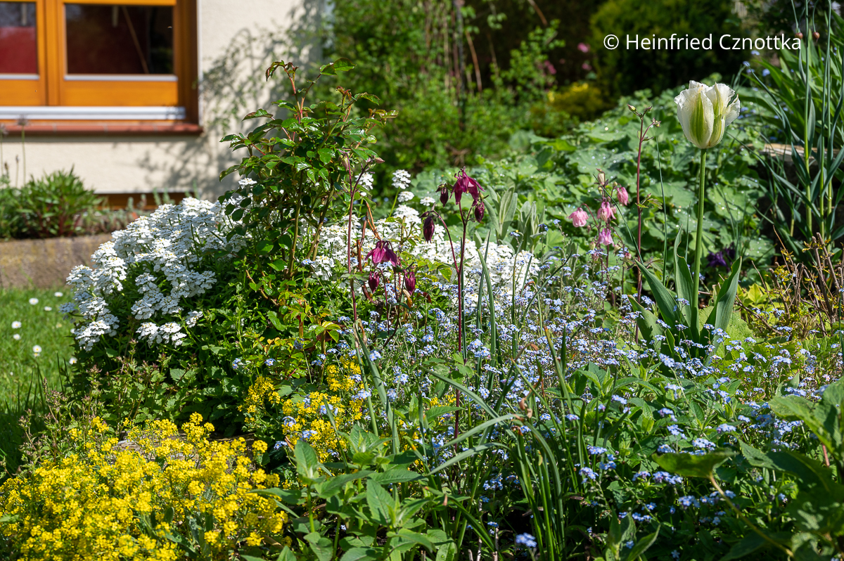 Akeleien, Felsensteinkraut (Aurinia saxatilis) und Schleifenblume (Iberis sempervirens) lassen den Garten strahlen