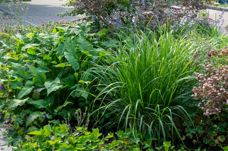 KerzenKnöterich (Persicaria amplexicaulis) pflanzen und kombinieren