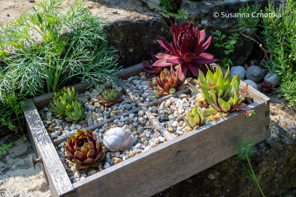 Gartendekorationen mit Hauswurzen (Sempervivum)  Einfach Garten