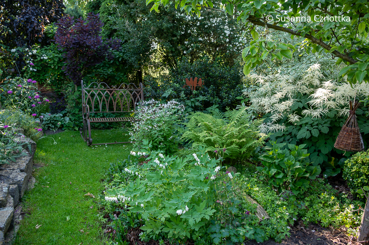 Weißes Beet gestalten: Wald-Geißbart (Aruncus dioicus) mit Farn, Tränendem Herzen und Dreiblattspiere Weißes Beet gestalten: Wald-Geißbart (Aruncus dioicus) mit Farn, Tränendem Herzen und Dreiblattspiere