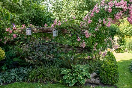 Ein Flechtzaun aus Weide, mit Rosen berankt Ein Flechtzaun aus Weide, mit Rosen berankt