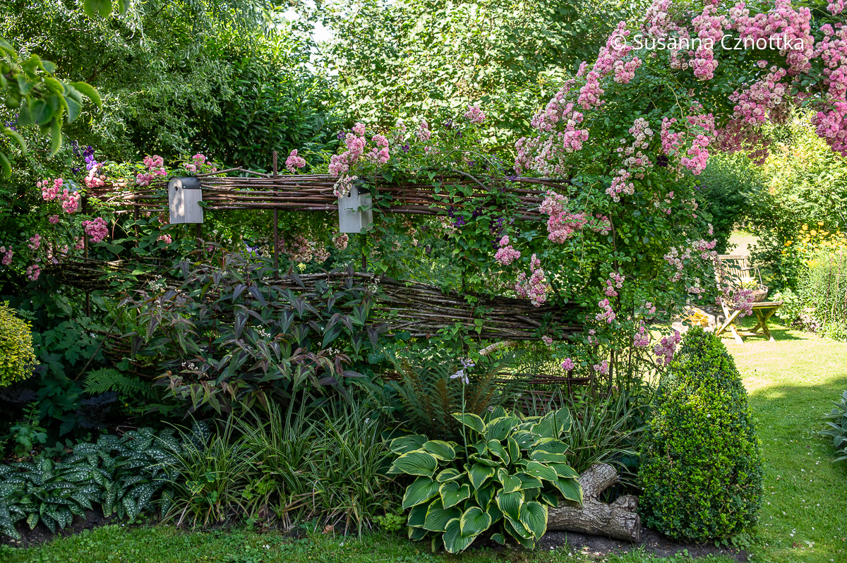 Unser Flechtzaun aus Weide, mit Rosen berankt Unser Flechtzaun aus Weide, mit Rosen berankt