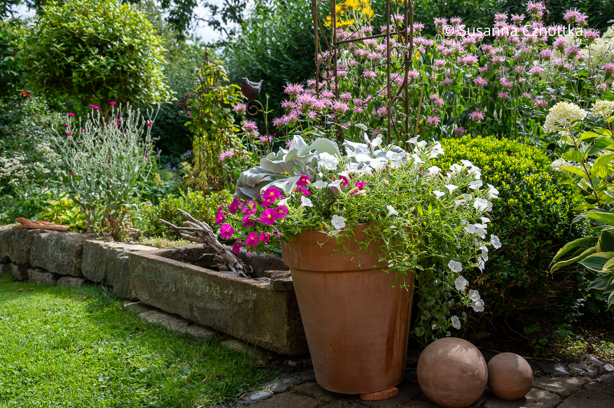 Silber und Grau im Garten: sommerliche Kübelbepflanzung mit Greiskraut 'Angel Wings' und Zauberglöckchen 'Million Bells' in Weiß und Pink