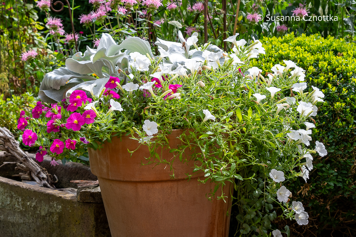Sommerblumen im Kübel: Mini-Petunien in Weiß und Rosa mit dem Greiskraut (Senecio cineraria) 'Angel Wings'