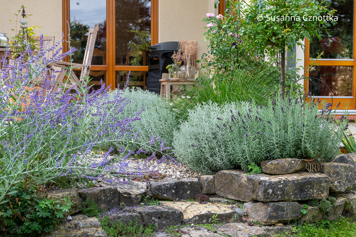 Stauden für die Sonne: Graues Heiligenkraut (Santolina chamaecyparissus), Lavendel und Blauraute (Salvia yangii) Graues Heiligenkraut (Santolina chamaecyparissus), Lavendel und Blauraute (Salvia yangii)