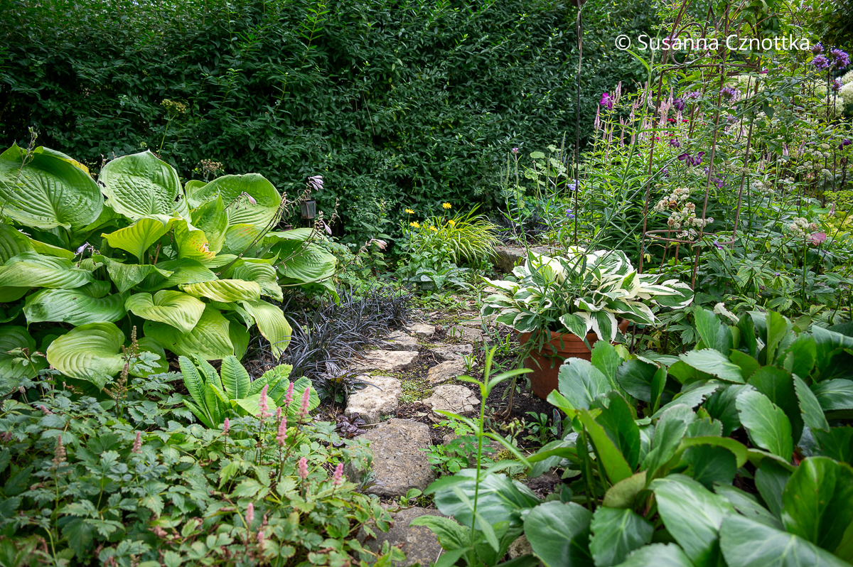 Wege im Garten: Ein schmaler Pfad aus Naturstein führt durch ein Gartenbeet mit Hosta und Bergenien