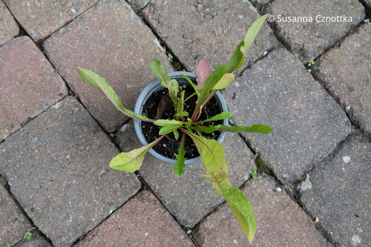 Junger Sämling der Wegwarte (Cichorium intybus) Junger Sämling der Wegwarte (Cichorium intybus)