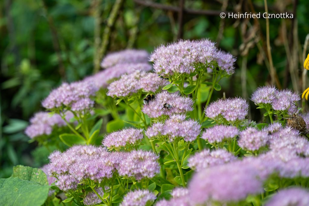 Hohe Fetthenne (Hylotelephium telephium) mit rosa Blüten