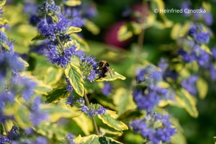 Eine Hummel auf der Bartblume (Caryopteris x clandonensis) 'Summer Sorbet'