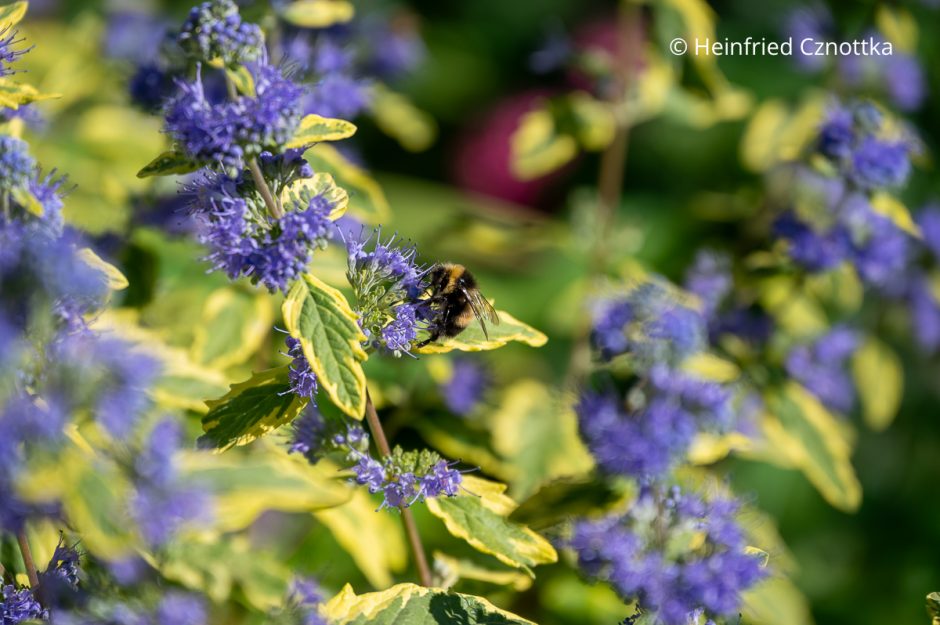 Eine Hummel auf der Bartblume (Caryopteris x clandonensis) 'Summer Sorbet'