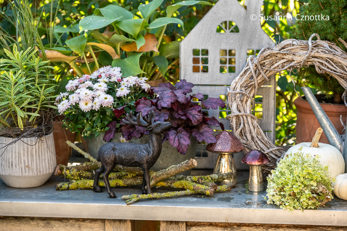 Herbstlich dekorierter Pflanztisch: violettes Purpurglöckchen (Heuchera) und Glaspilze harmonieren miteinander Herbstlich dekorierter Pflanztisch: weiße Chrysantheme, violettes Purpurglöckchen (Heuchera) und Glaspilze harmonieren miteinander