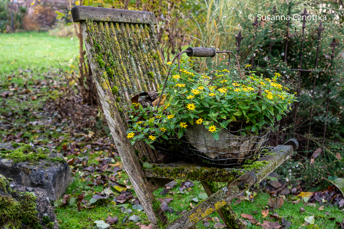 Ein Korb mit Sommerblumen auf einem alten Stuhl mit Moos und Flechten