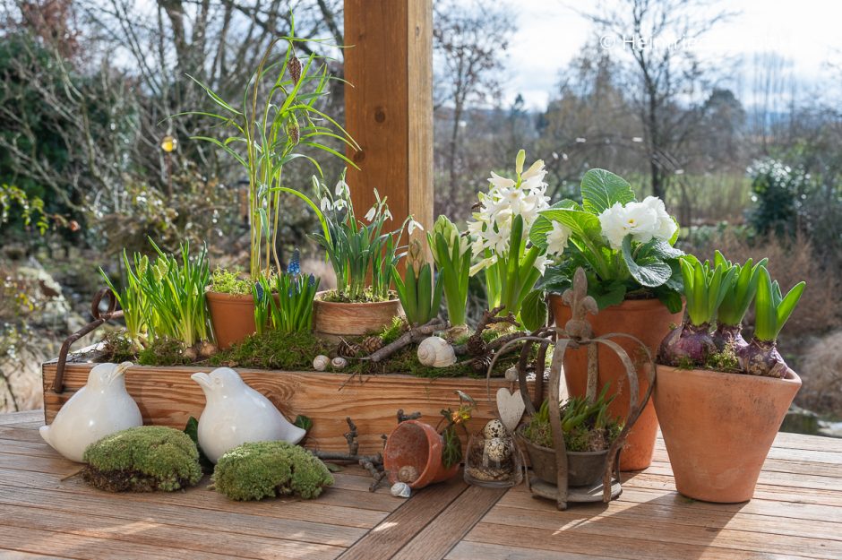 Frühlingshaft bepflanzte Gefäße mit Zwiebelblumen: eine Holzkiste mit Schneeglöckchen, Hyazinthen und anderen Pflanzen