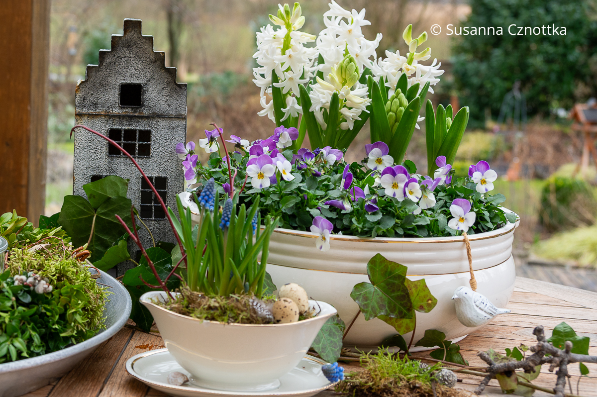 Frühlingsdekoration auf dem Terrassentisch: Horn-Veilchen (Viola cornuta) und Perlhyazinthen (Muscari) 
