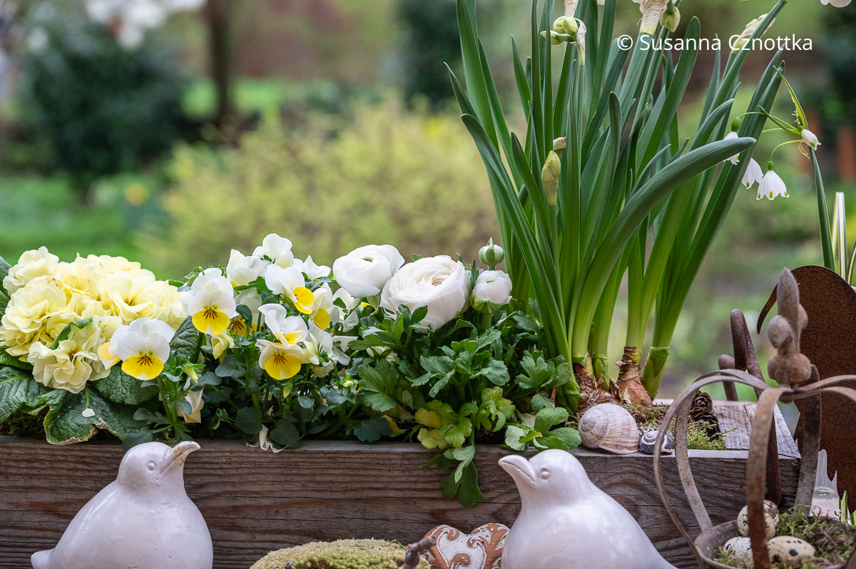 Gartendekoration im Frühling: Horn-Veilchen (Viola cornuta), Primel, Ranunkeln und Sommer-Knotenblumen (Leucojum aestivum) in Weiß und zartem Gelb