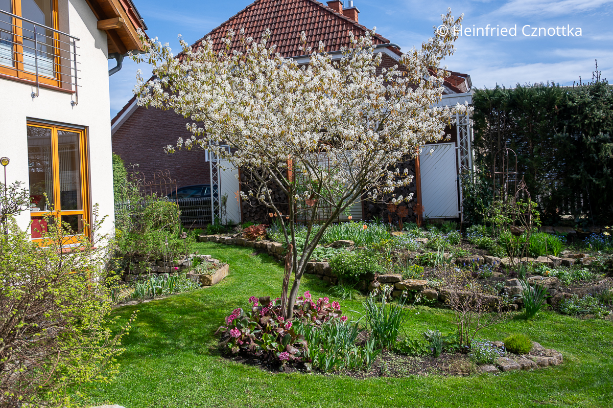 Frühlingsgarten mit Kupfer-Felsenbirne (Amelanchier lamarckii)