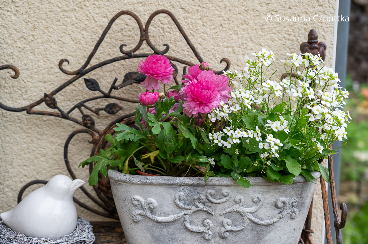 Gänsekresse (Arabis caucasica) mit Ranunkeln in der Frühlingsdekoration