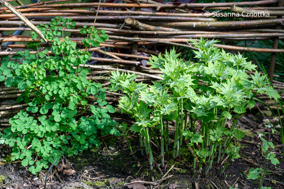 Hübscher Austrieb im Frühling: Japanische Wachsglocke (Kirengeshoma palmata) mit ahornähnlichen und Akeleiblättrige Wiesenraute  (Thalictrum aquilegifolium) mit rundlichen Teilblättern