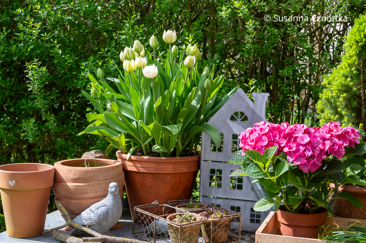 Gartendeko auf dem Pflanztisch mit Hortensie und Tulpen im Tontopf Gartendeko auf dem Pflanztisch mit pinker Hortensie, weißen Tulpen im Tontopf, Metallhäuschen und Betontaube